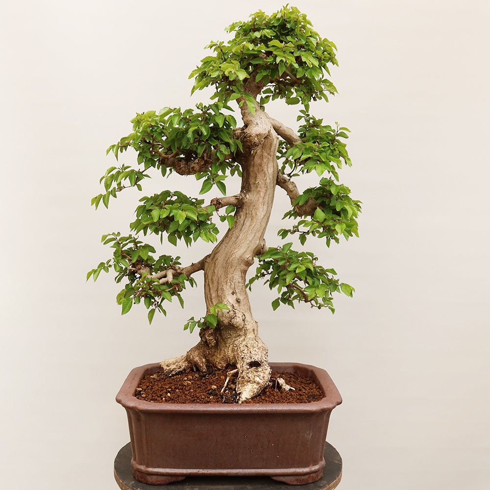 Venkovní bonsai -Carpinus Coreana - Habr korejský