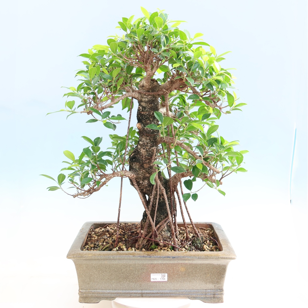 Pokojová bonsai - Ficus kimmen -  malolistý fíkus