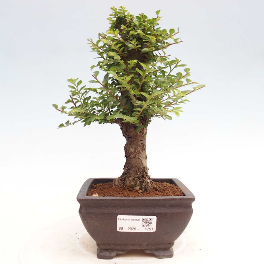 Venkovní bonsai - Ulmus parvifolia Hokkaido - jilm Činski