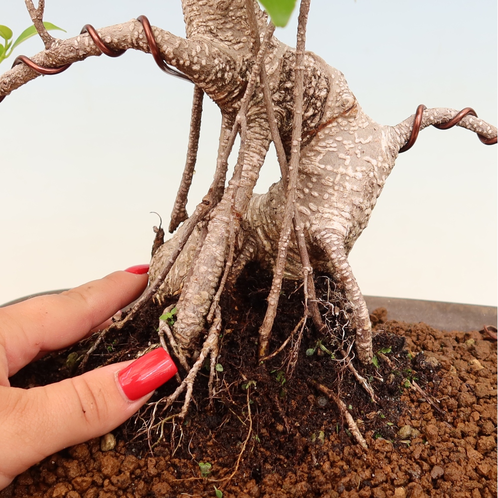 Pokojová bonsai - Ficus kimmen -  malolistý fíkus