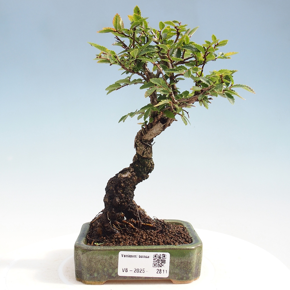 Venkovní bonsai - Zelkova - Zelkova NIRE