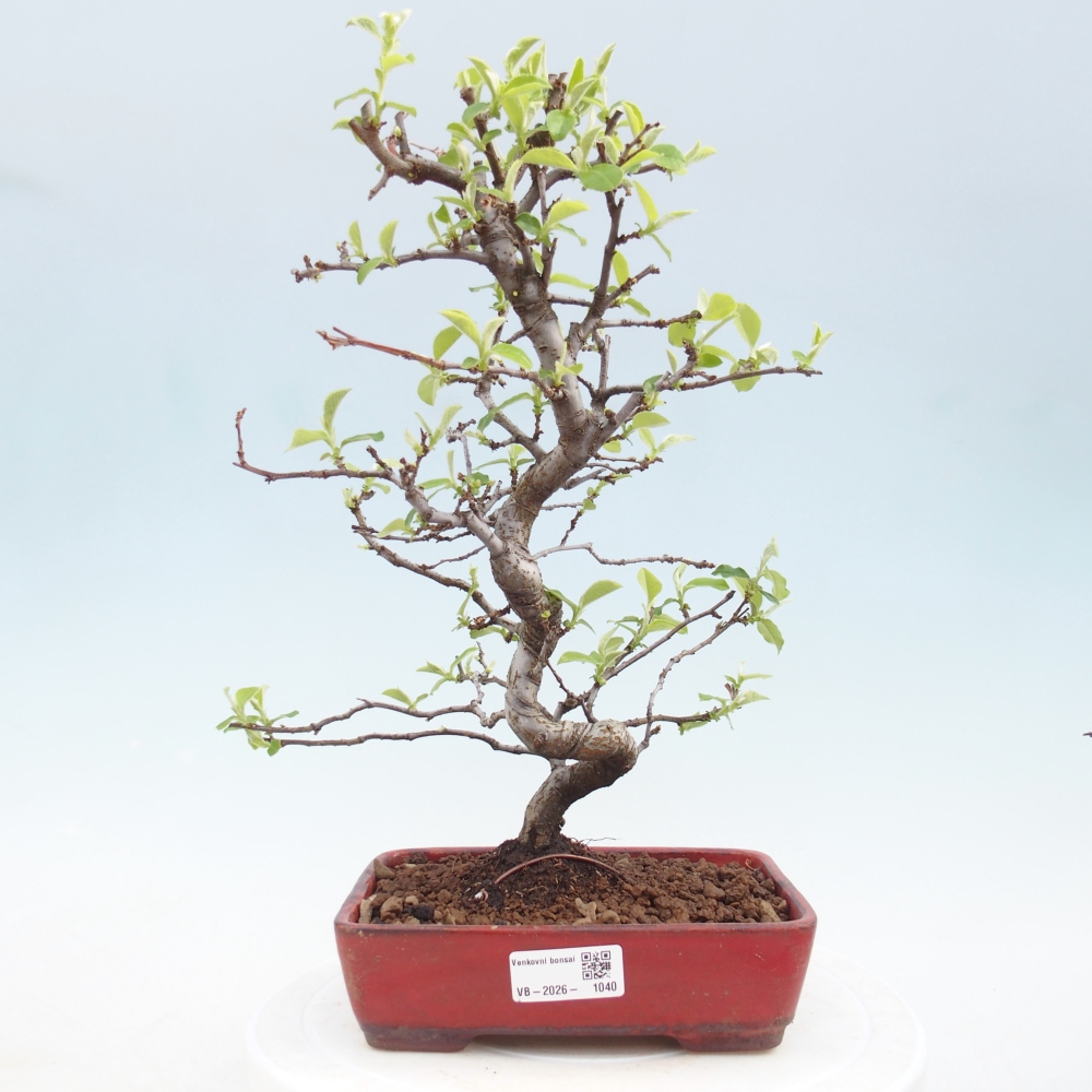 Venkovní  bonsai -  Chaneomeles chinensis - Kdoulovec čínsky