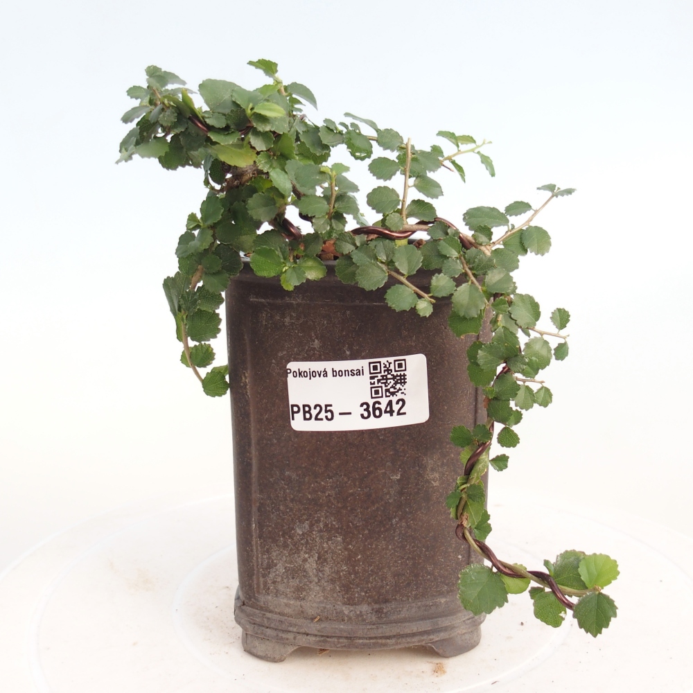 Pokojová bonsai - Grewia sp. - Grewie malolistá