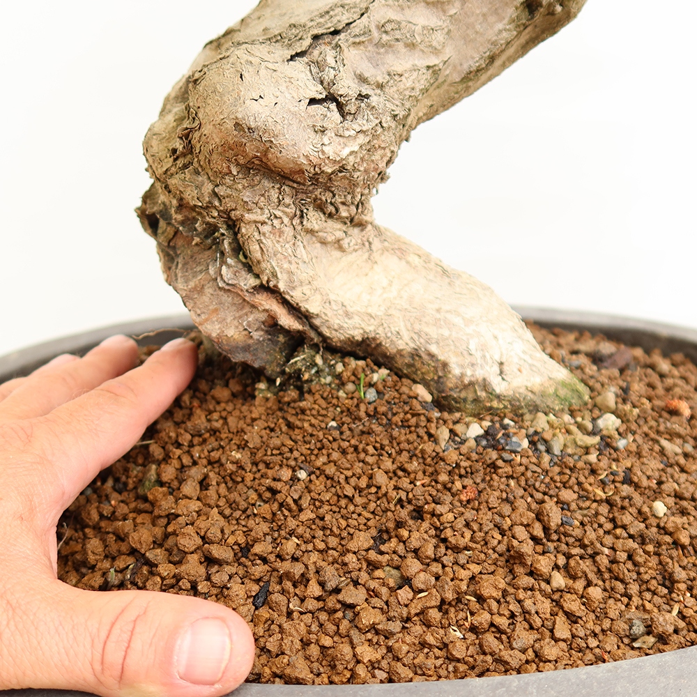 Venkovní bonsai -Carpinus Coreana - Habr korejský