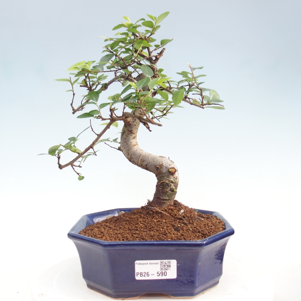 Pokojová bonsai - Ulmus parvifolia - Malolistý jilm