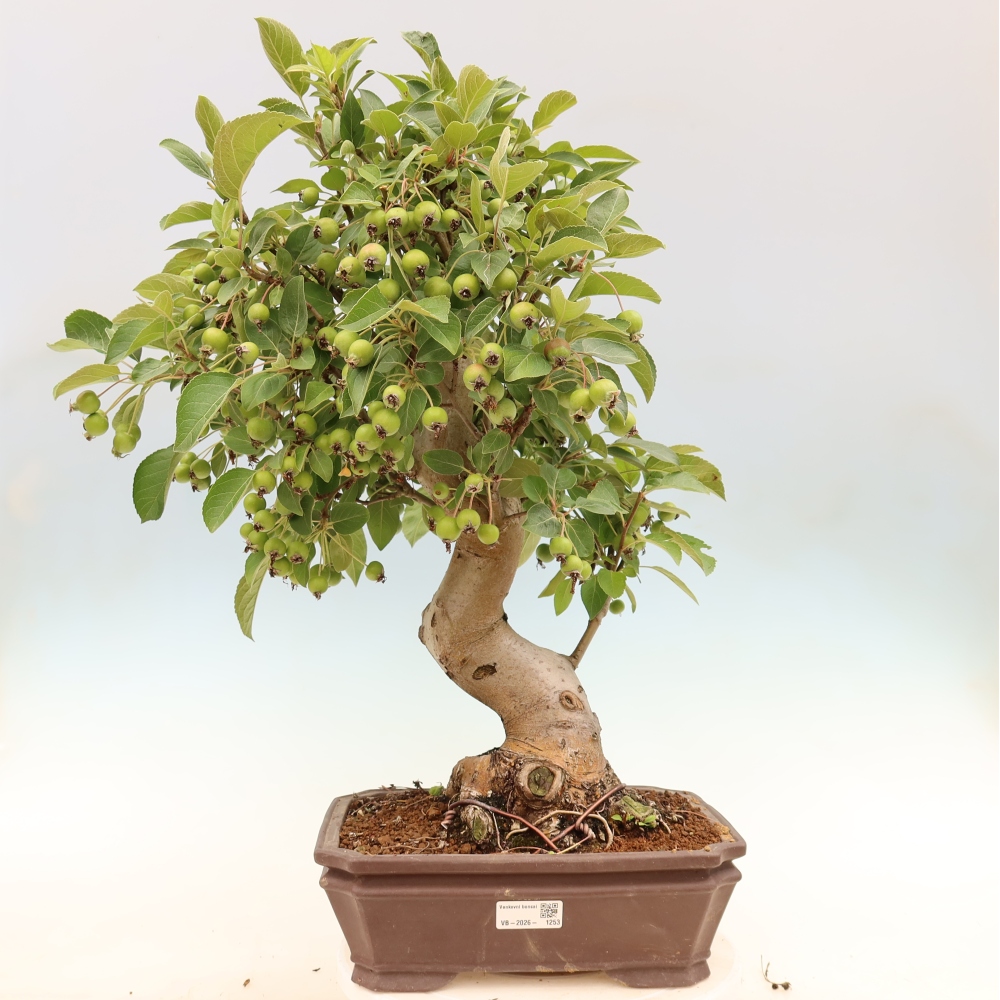Venkovní bonsai -Malus halliana - Maloplodá jabloň