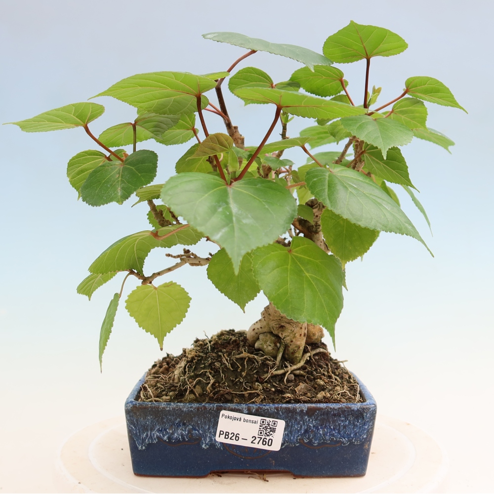 Pokojová bonsai - Hibiscus tiliaceus - Ibišek lípovitý, morský