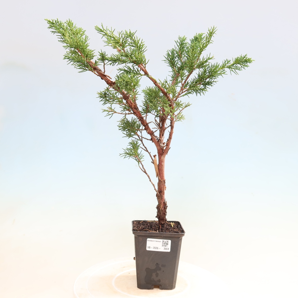 Venkovní bonsai - Juniperus chinensis Kishu -Jalovec čínský