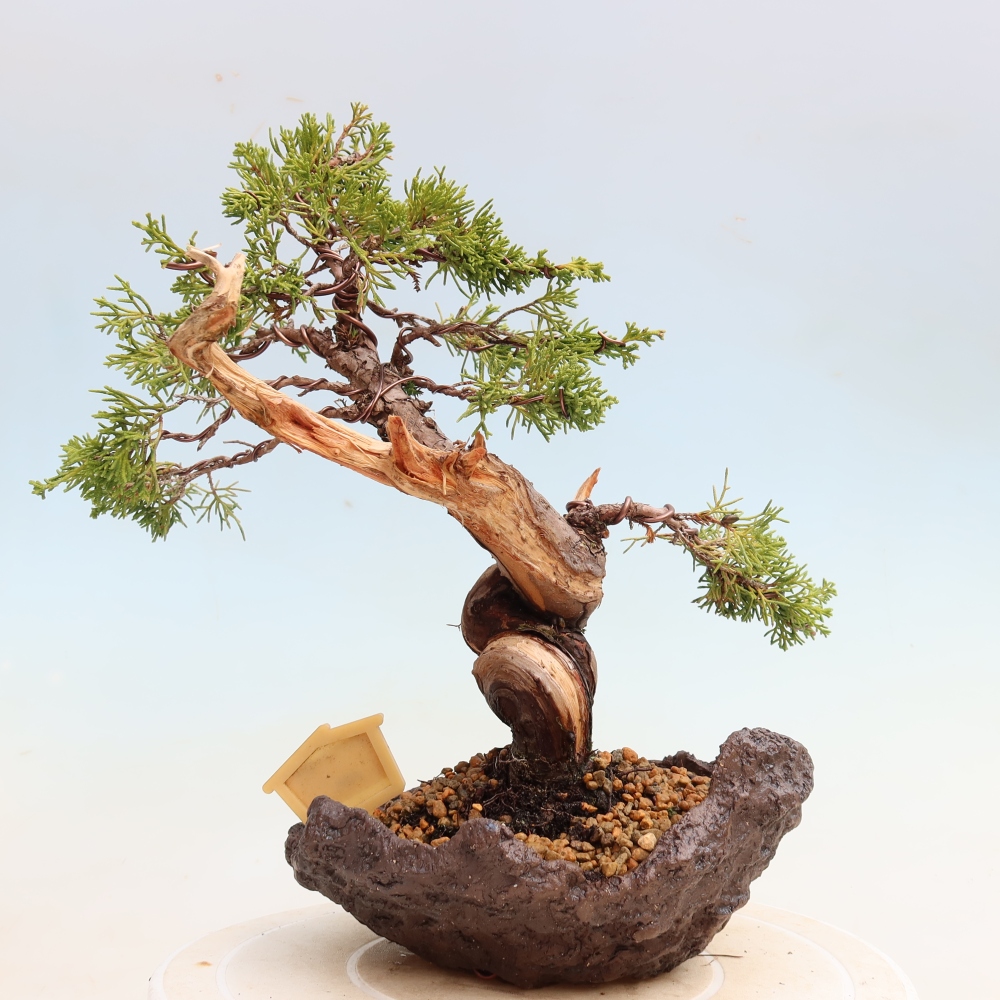 Venkovní bonsai - Juniperus chinensis Itoigawa-Jalovec čínský