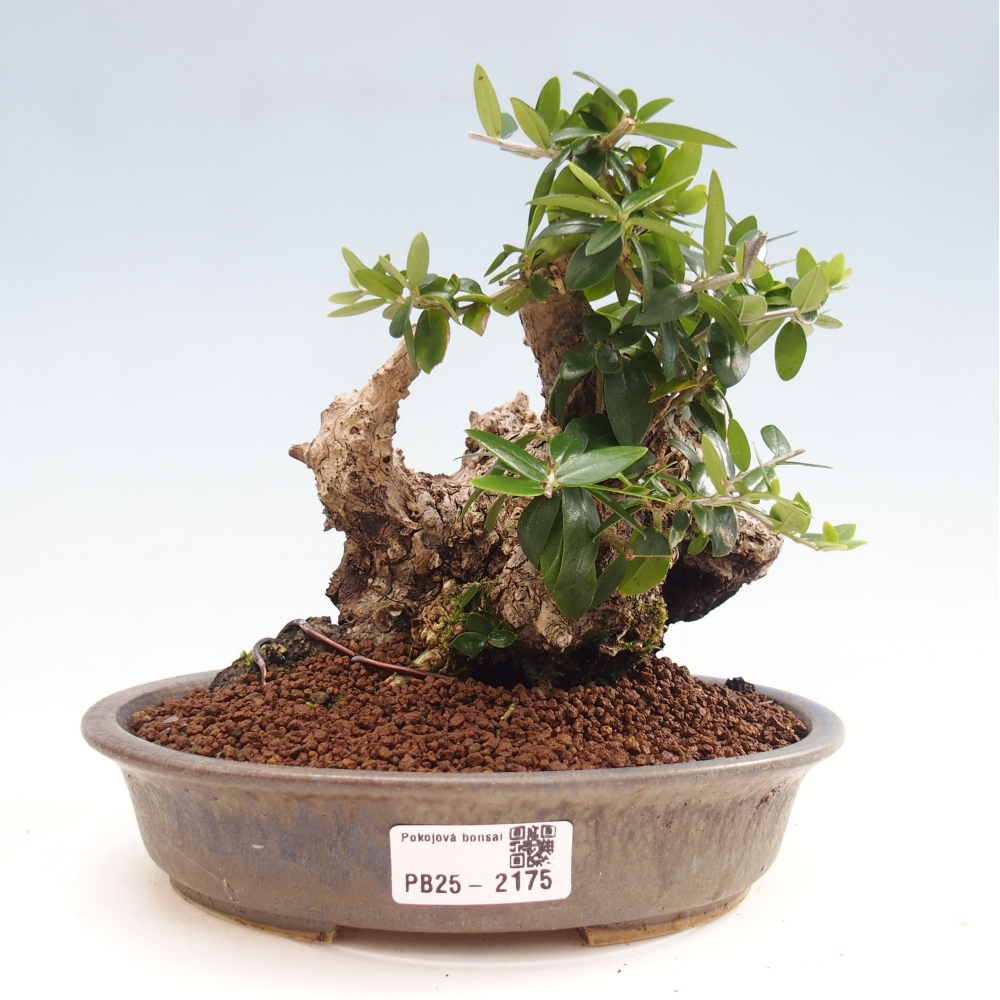 Pokojová bonsai - Olea europaea sylvestris -Oliva evropská drobnolistá