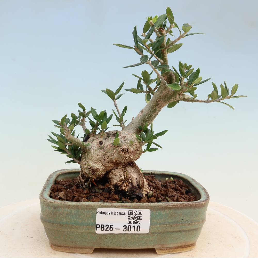 Pokojová bonsai - Olea europaea sylvestris -Oliva evropská drobnolistá