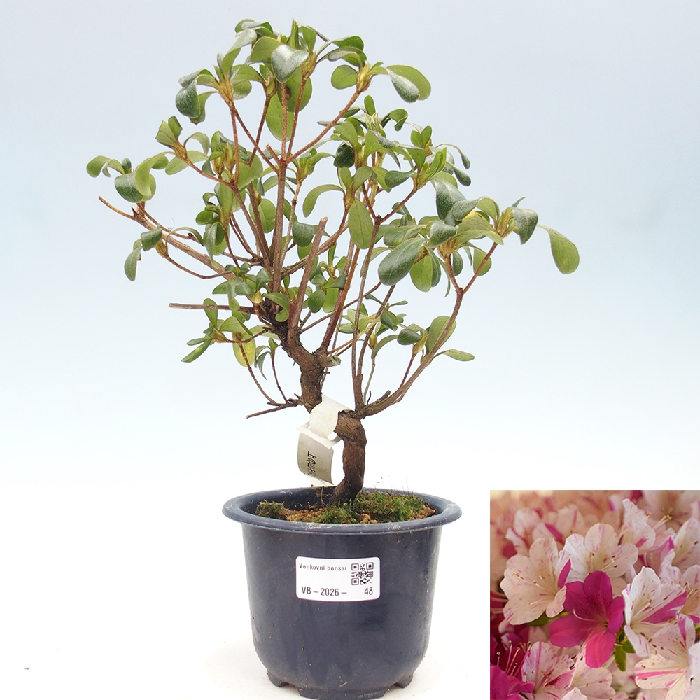 Venkovní bonsai - Japonská azalka - Azalea Kaminoyamakirin