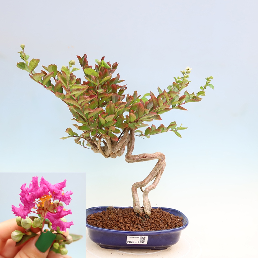 Pokojová bonsai - Lagerstroemia indica - indický šeřík