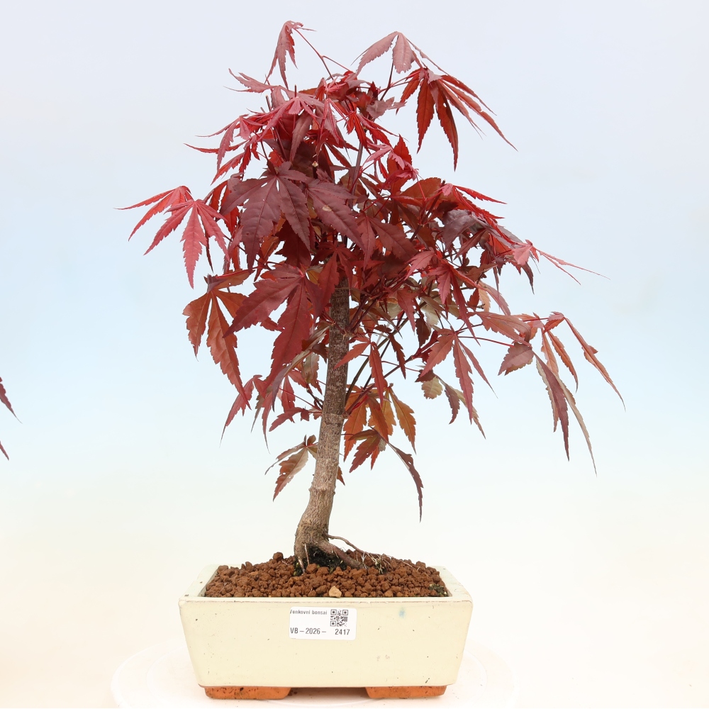 Venkovní bonsai - Acer palm. Atropurpureum-Javor dlanitolistý