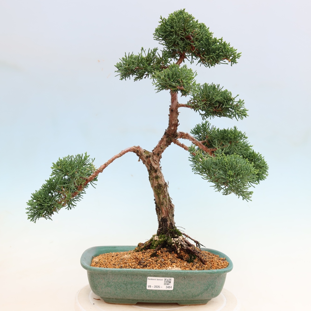 Venkovní bonsai - Juniperus chinensis Kishu -Jalovec čínský