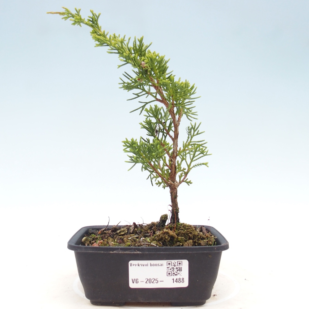 Venkovní bonsai - Juniperus chinensis Itoigawa -Jalovec čínský