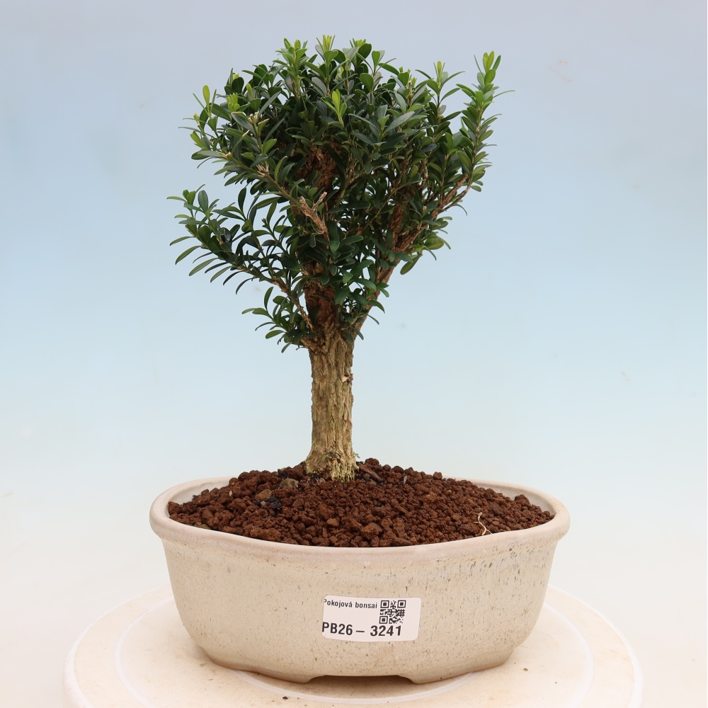 Pokojová bonsai - Buxus harlandii -korkový buxus