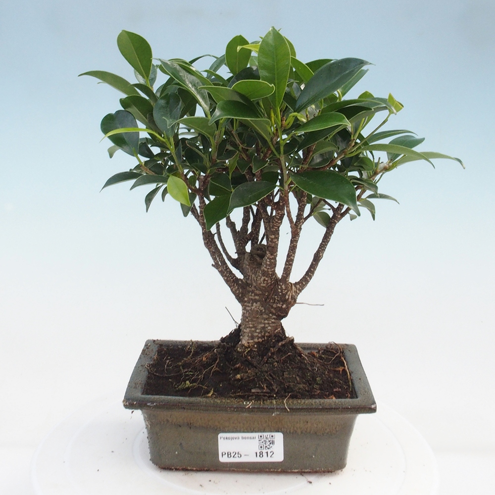 Pokojová bonsai - Ficus retusa -  malolistý fíkus