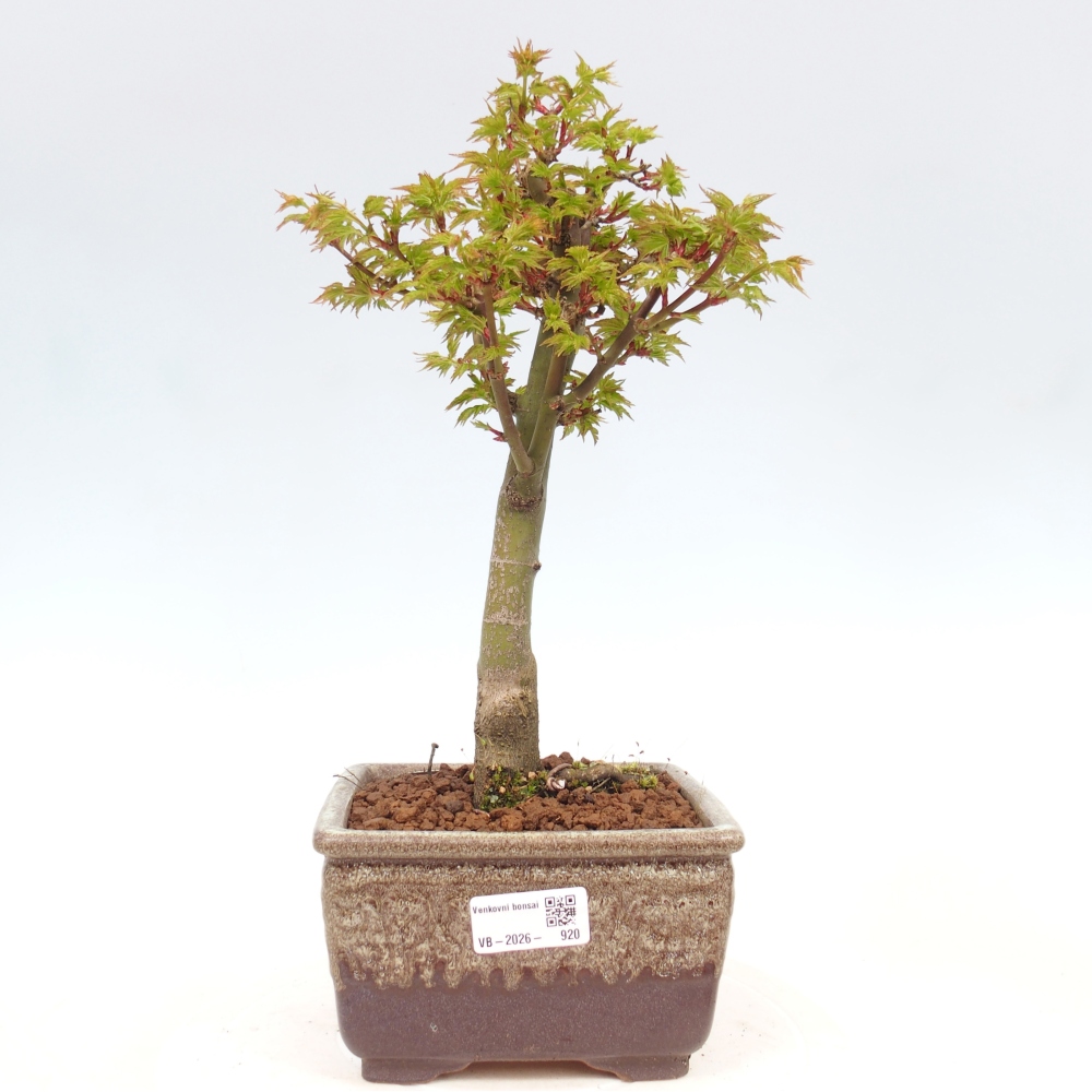 Venkovní bonsai -Javor dlanitolistý Acer palmatum Shishigashira