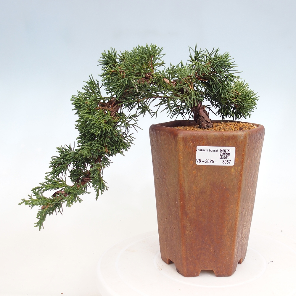 Venkovní bonsai - Juniperus chinensis Kishu -Jalovec čínský