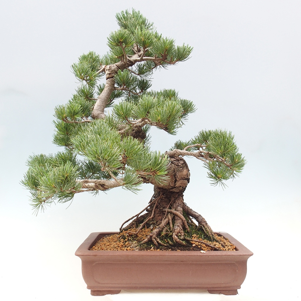 Venkovní bonsai - Pinus parviflora - Borovice drobnokvětá