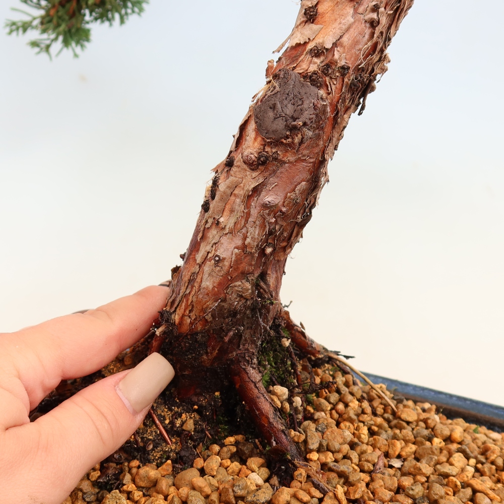 Venkovní bonsai - Juniperus chinensis Kishu -Jalovec čínský