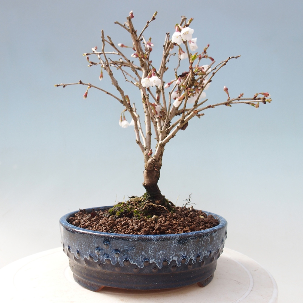 Venkovní bonsai - Prunus incisa Kojou-no mai-Slivoň vyříznutá