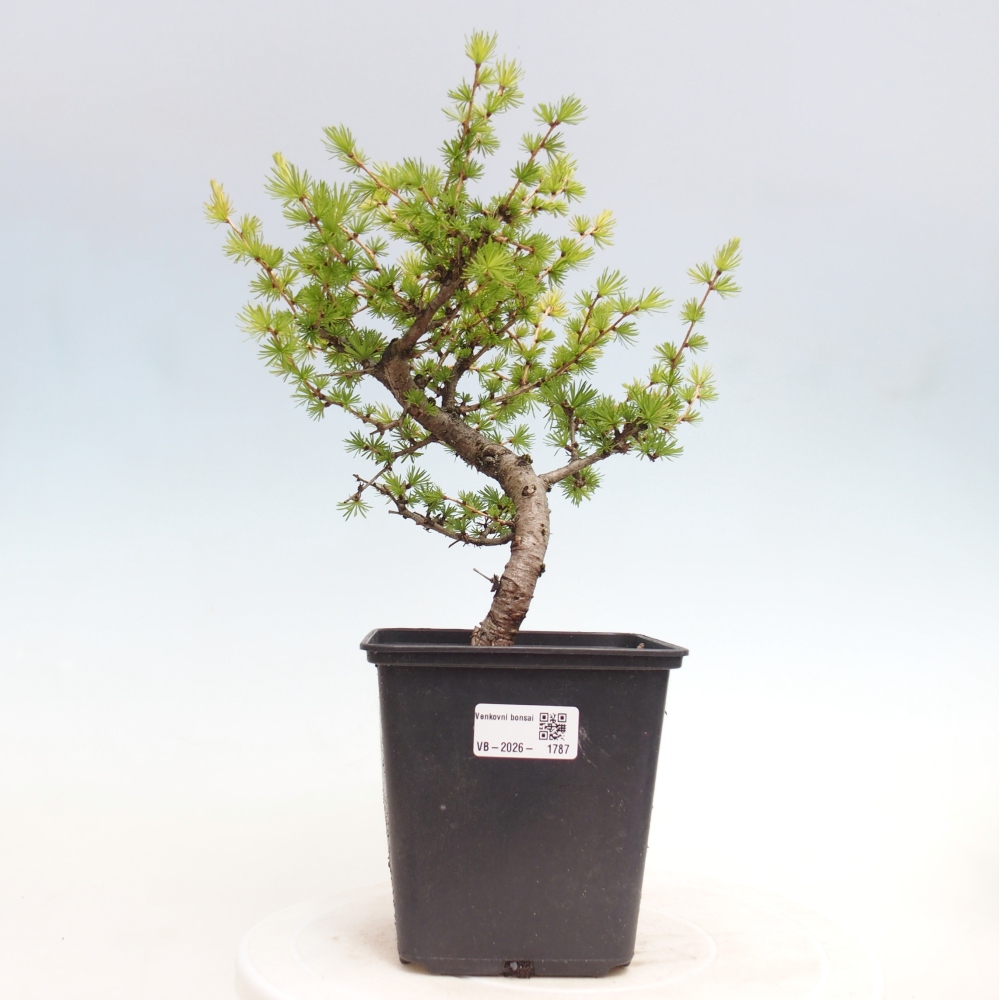 Venkovní bonsai -Larix decidua - Modřín opadavý 