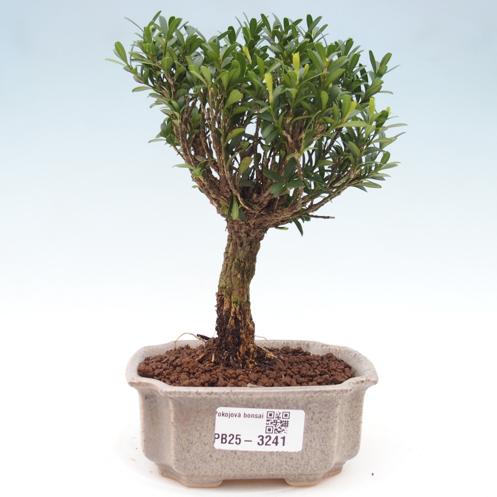 Pokojová bonsai - Buxus harlandii -korkový buxus
