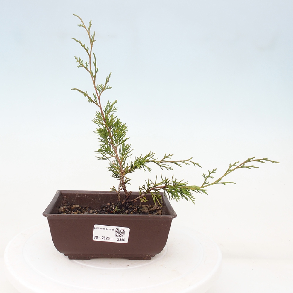 Venkovní bonsai - Juniperus chinensis Itoigawa -Jalovec čínský