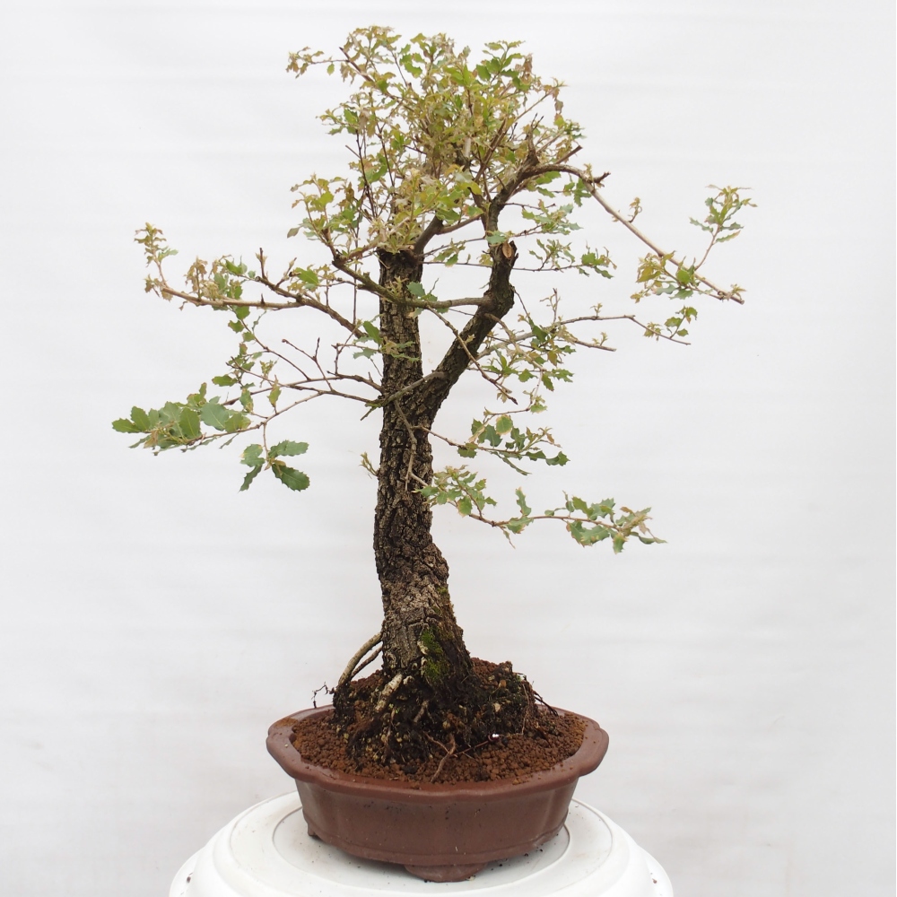 Yamadori - Quercus Ilex -Dub cesmínovitý