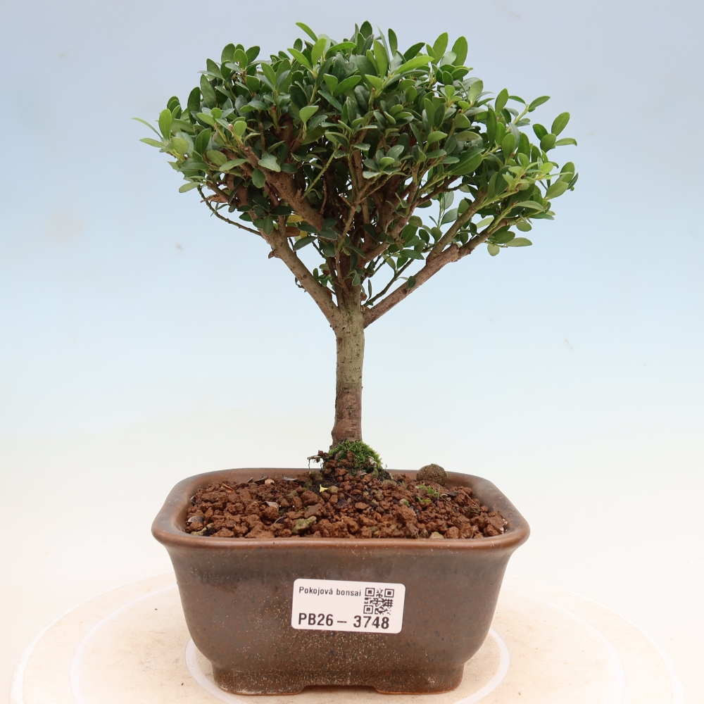 Pokojová bonsai - Ilex crenata - Cesmína
