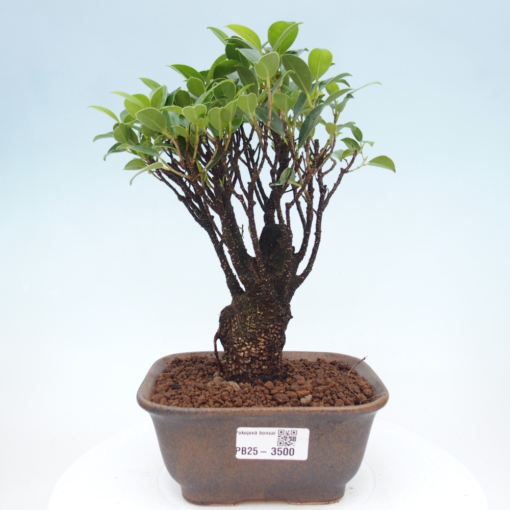 Pokojová bonsai - Ficus retusa -  malolistý fíkus