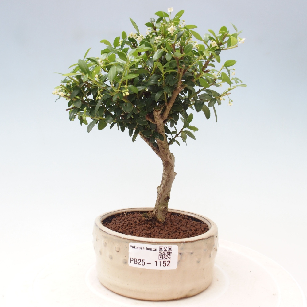 Pokojová bonsai - Ilex crenata - Cesmína