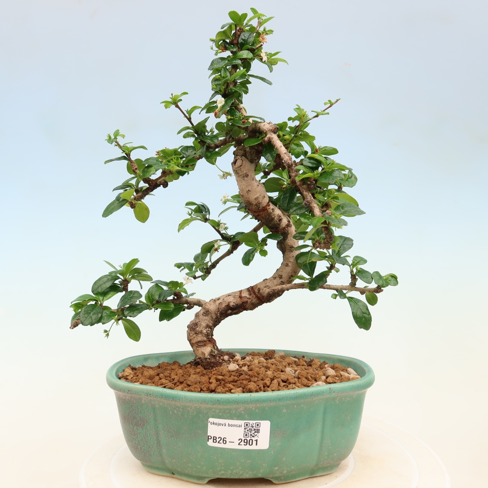 Pokojová bonsai - Carmona macrophylla - Čaj fuki