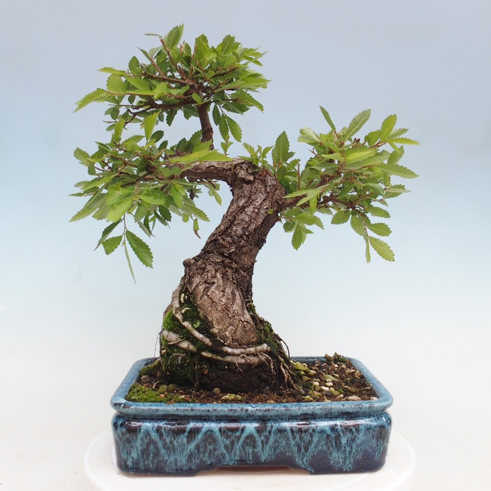 Venkovní bonsai - Zelkova - Zelkova NIRE