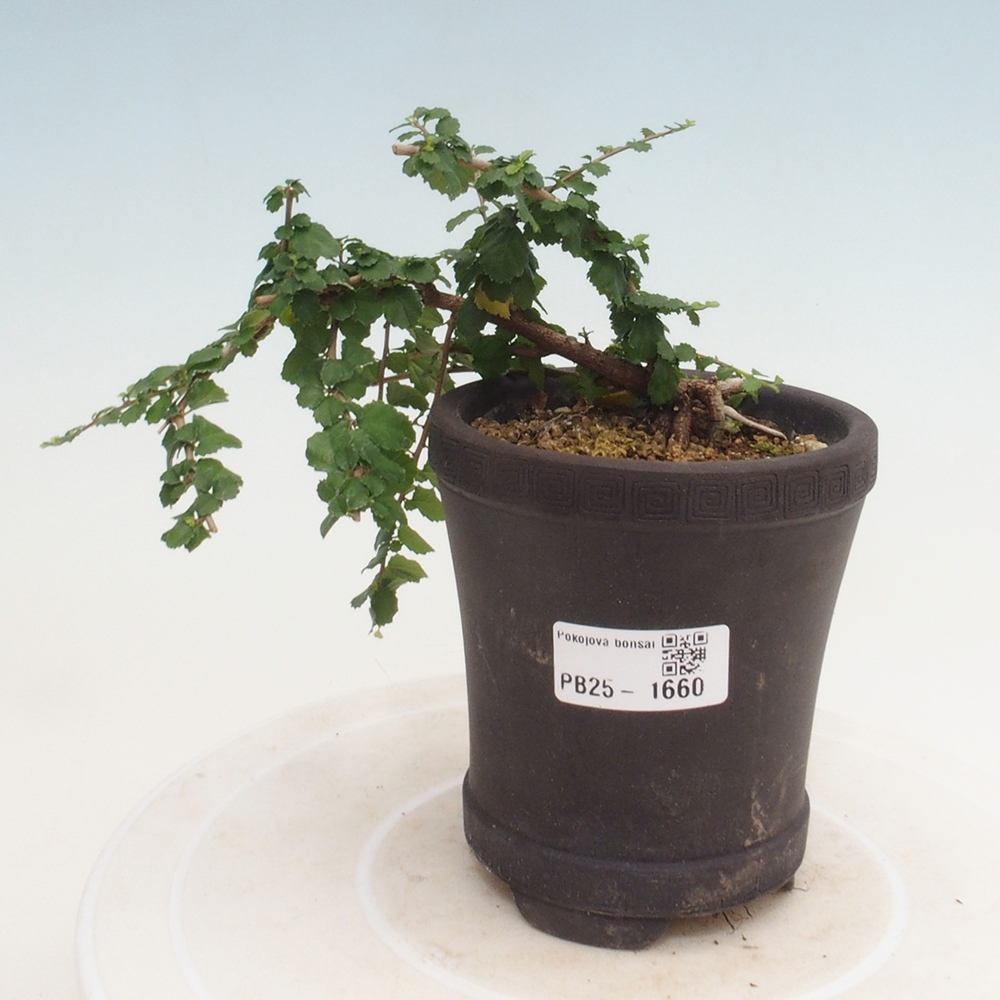 Pokojová bonsai - Grewia sp. - Grewie malolistá