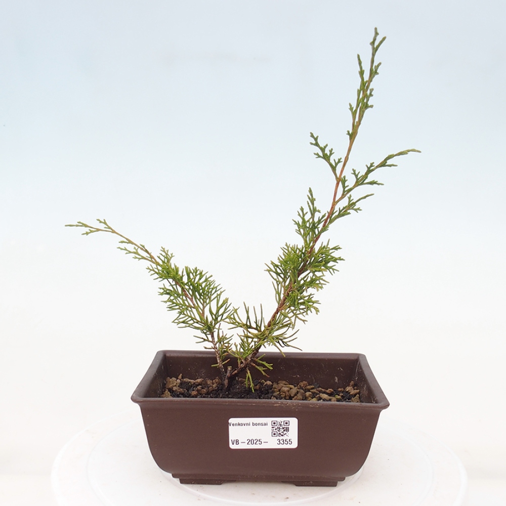 Venkovní bonsai - Juniperus chinensis Itoigawa -Jalovec čínský