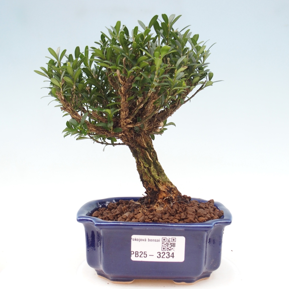 Pokojová bonsai - Buxus harlandii -korkový buxus