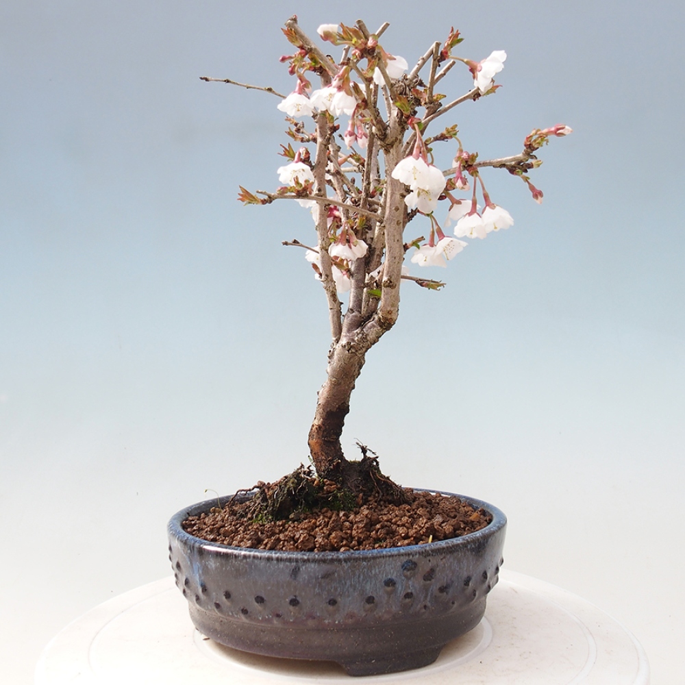 Venkovní bonsai - Prunus incisa Kojou-no mai-Slivoň vyříznutá
