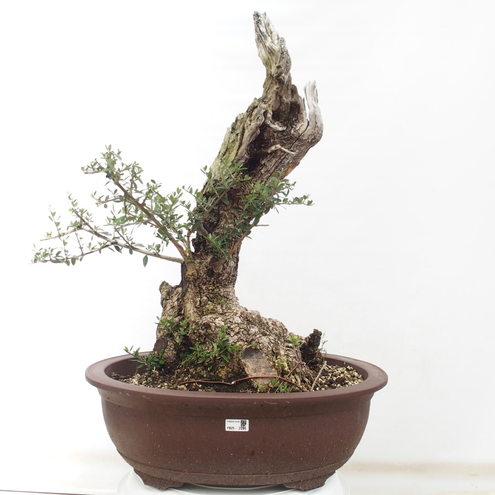 Pokojová bonsai - Olea europaea sylvestris -Oliva evropská drobnolistá