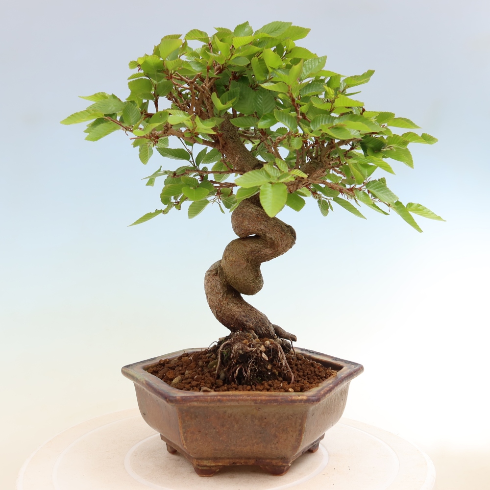 Venkovní bonsai -Carpinus coreana - Habr korejský