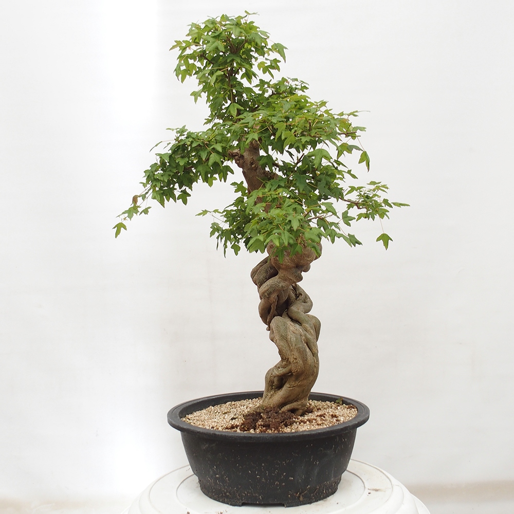 Venkovní bonsai - Acer Buergerianum - Javor Burgerův