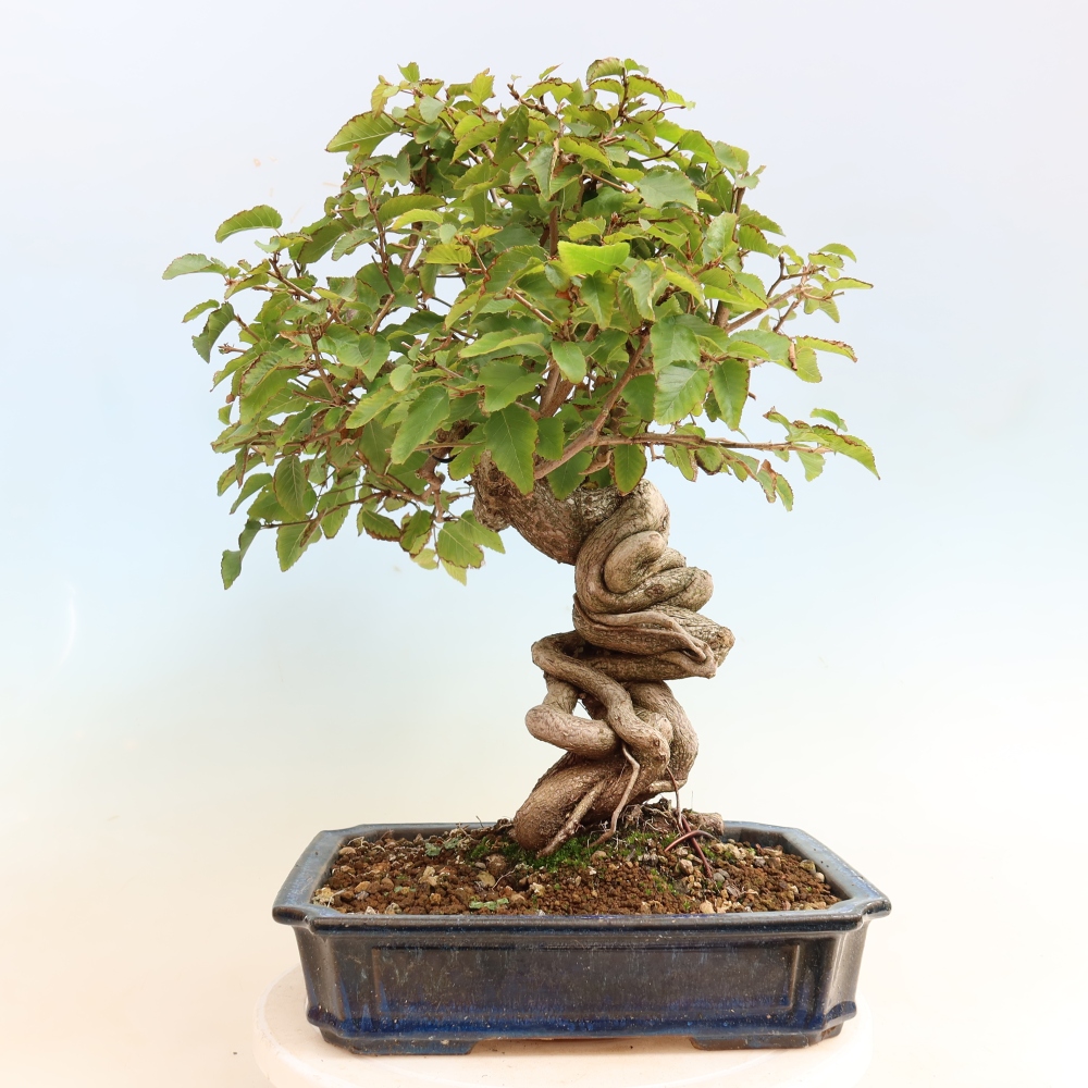 Venkovní bonsai -Carpinus CARPINOIDES - Habr korejský
