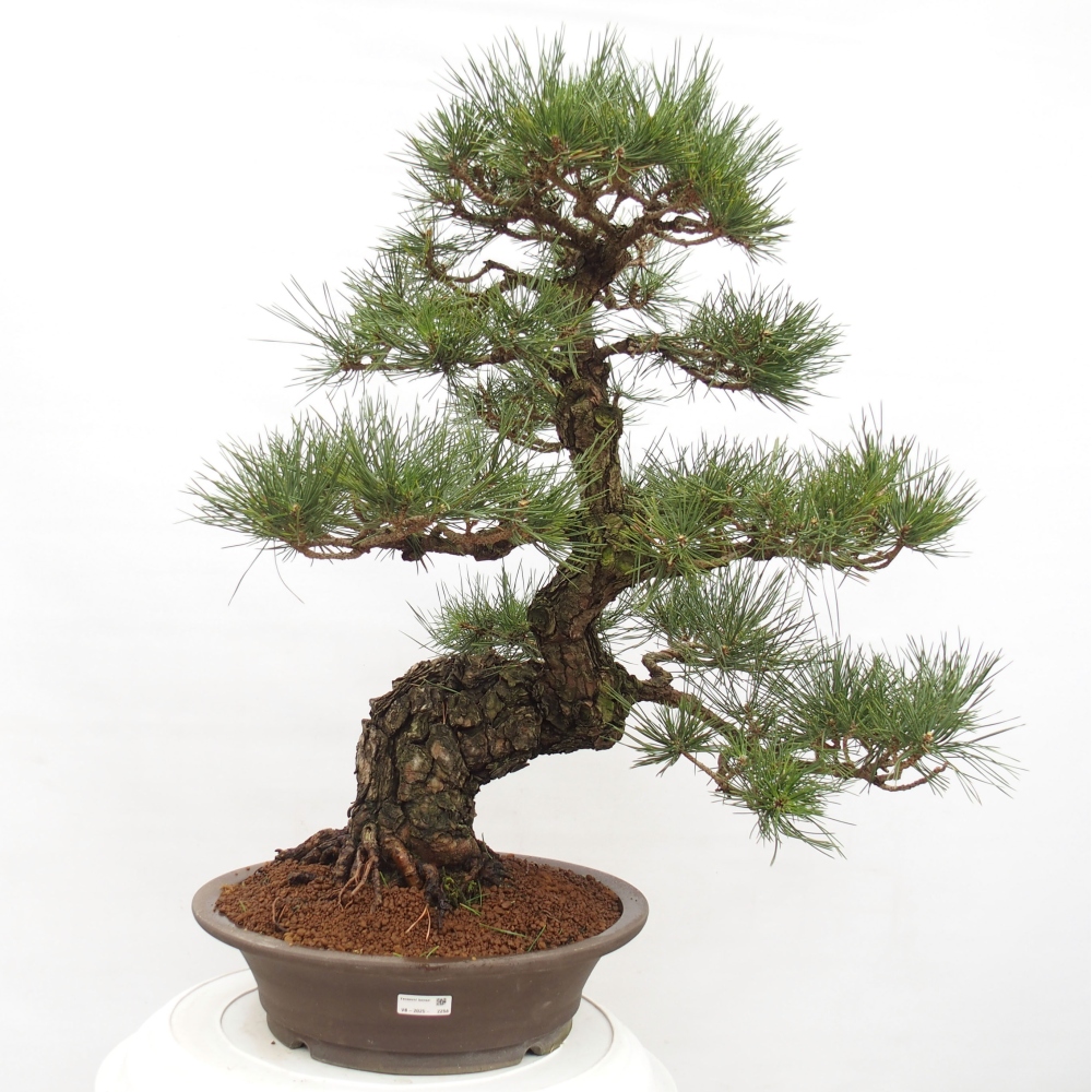 Venkovní bonsai - Pinus thunbergii - Borovice thunbergova