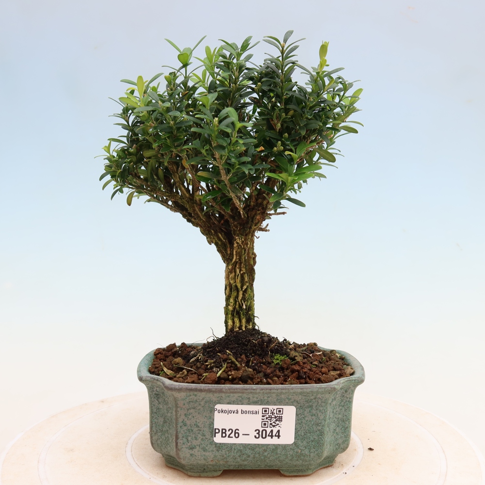 Pokojová bonsai - Buxus harlandii -korkový buxus