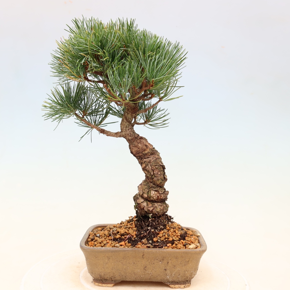 Venkovní bonsai - Pinus parviflora - Borovice drobnokvětá