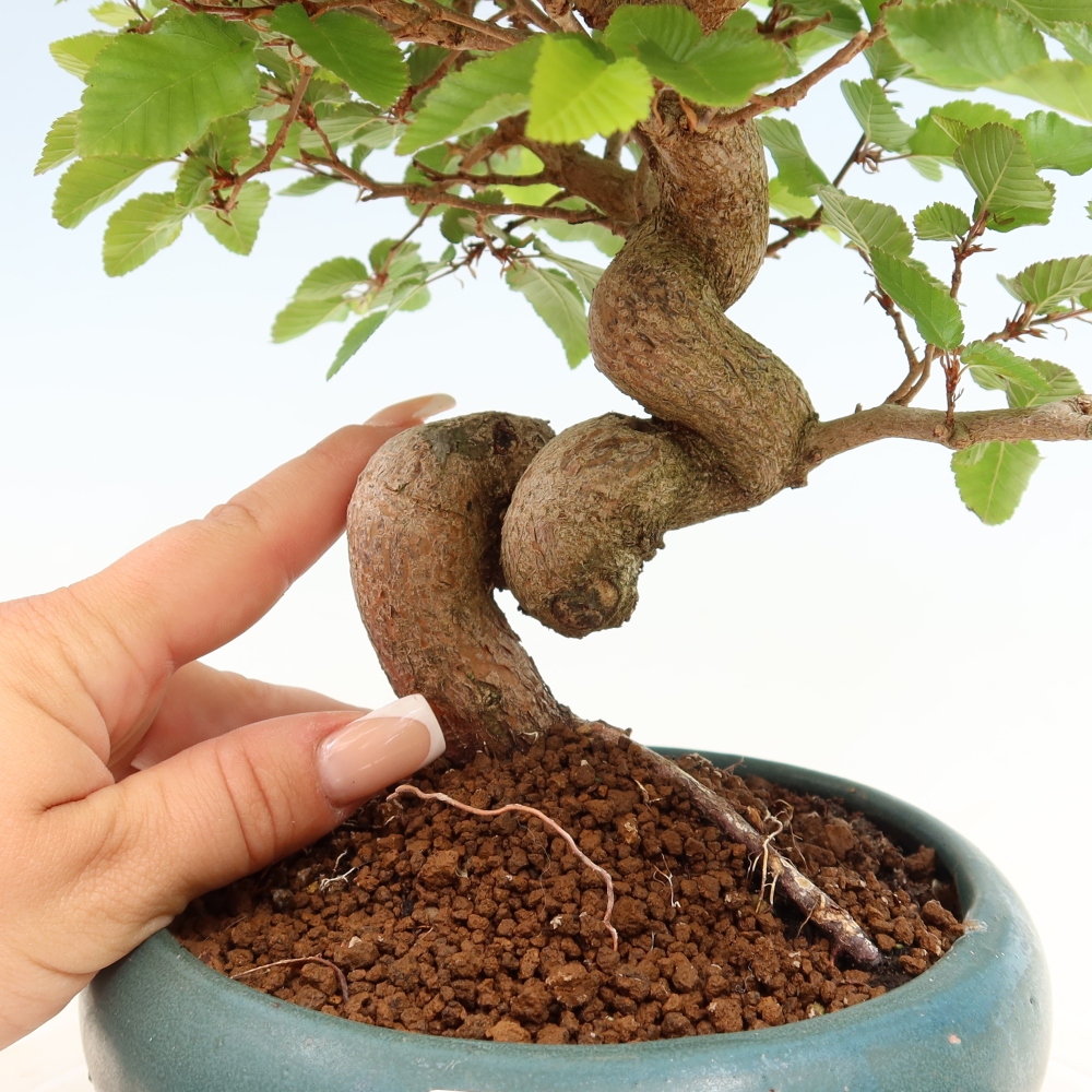 Venkovní bonsai -Carpinus coreana - Habr korejský