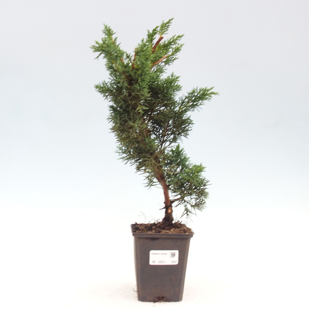 Venkovní bonsai - Juniperus chinensis Kishu -Jalovec čínský
