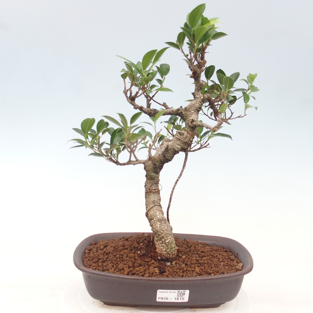Pokojová bonsai - Ficus kimmen -  malolistý fíkus